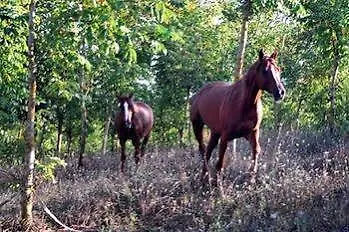 Agriturismo Acquacalda Agroturismo Montone (Umbria)